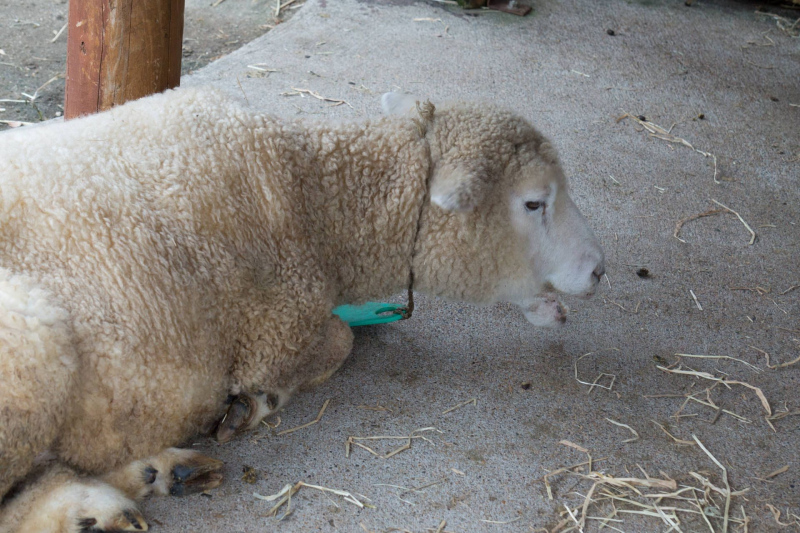 Tobu Zoo Park
