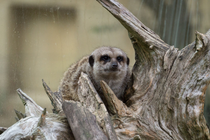 Tobu Zoo Park