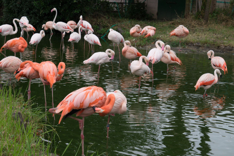 Tobu Zoo Park