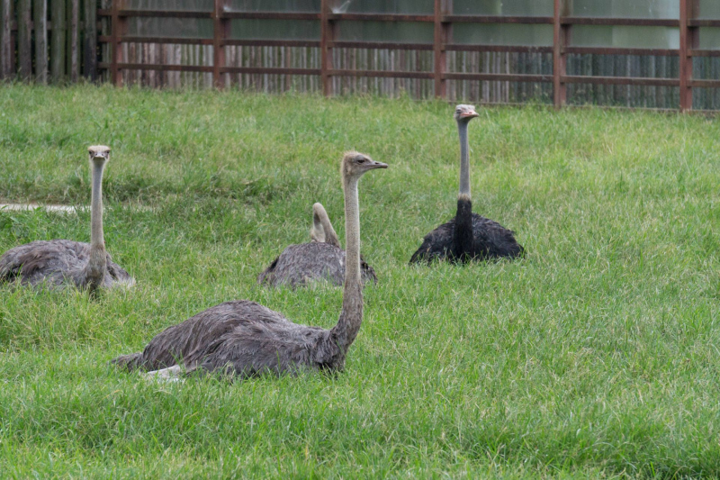 Tobu Zoo Park