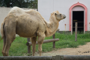 Tobu Zoo Park