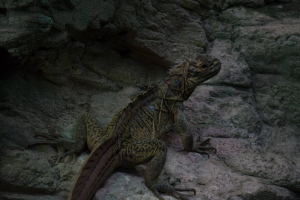 Tropen-Aquarium Hagenbeck