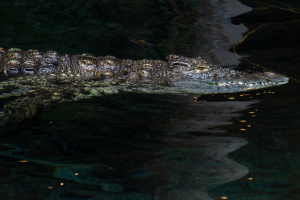 Tropen-Aquarium Hagenbeck