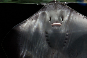 Tropen-Aquarium Hagenbeck