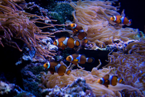 Tropen-Aquarium Hagenbeck