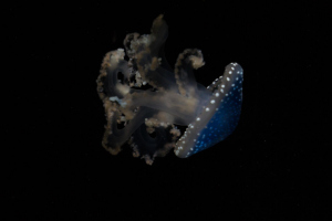 Tropen-Aquarium Hagenbeck