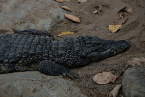 Tropen-Aquarium Hagenbeck