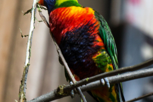 Tropen-Aquarium Hagenbeck