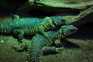 Tropen-Aquarium Hagenbeck