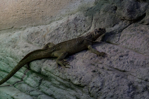 Tropen-Aquarium Hagenbeck
