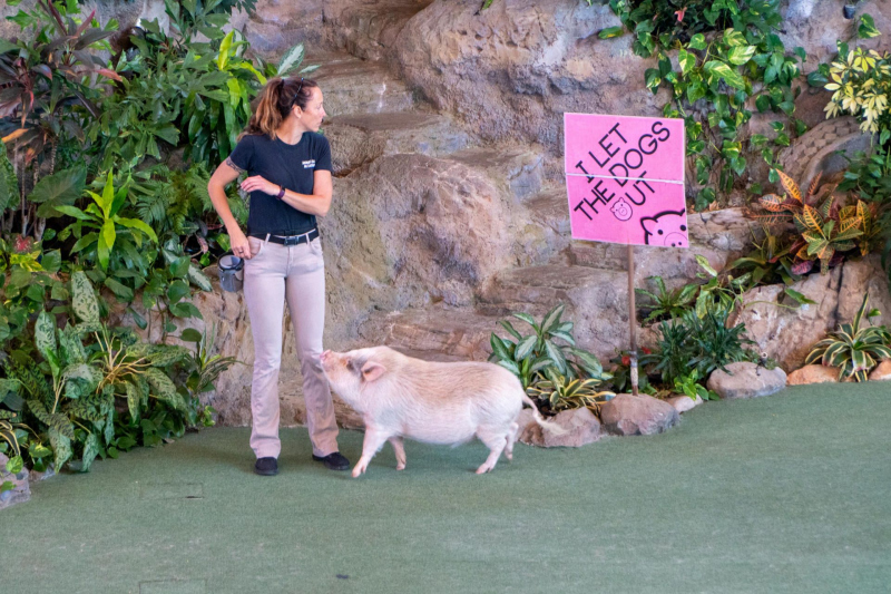 Animal Actors On Location!