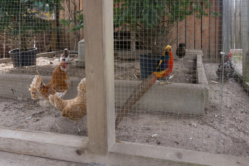 Tiere / Animals