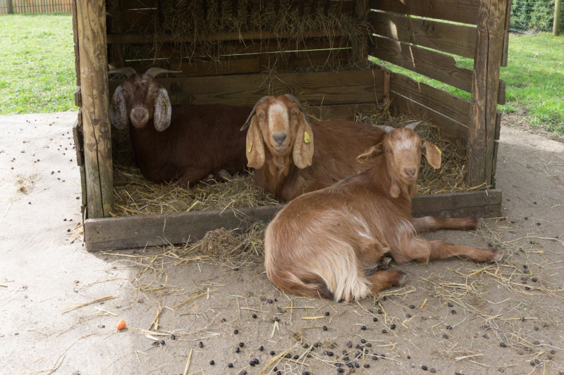 Tiere / Animals