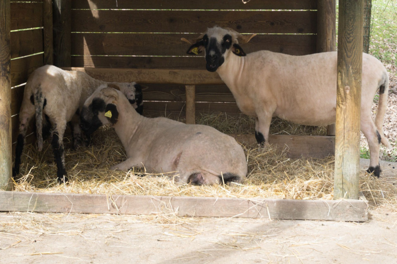 Tiere / Animals