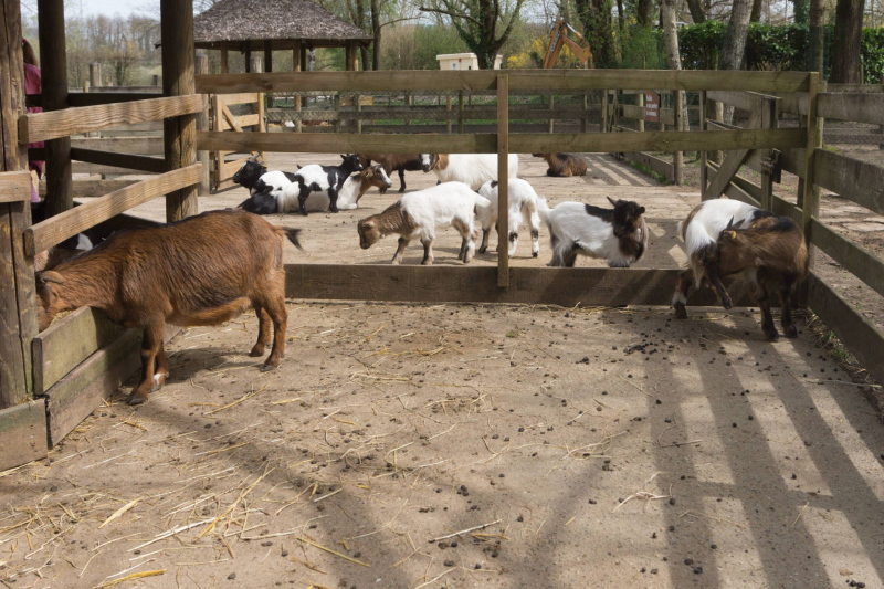 Tiere / Animals