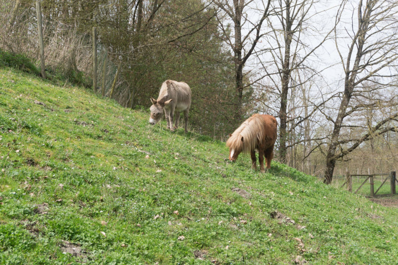 Tiere / Animals