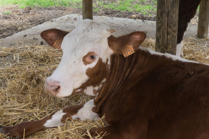 Tiere / Animals