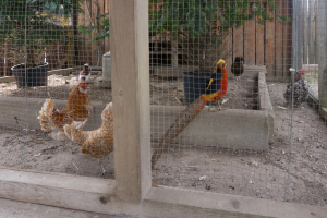 Tiere / Animals