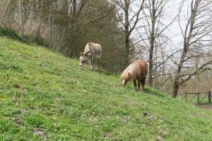 Tiere / Animals