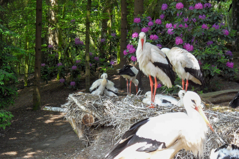 Weltvogelpark