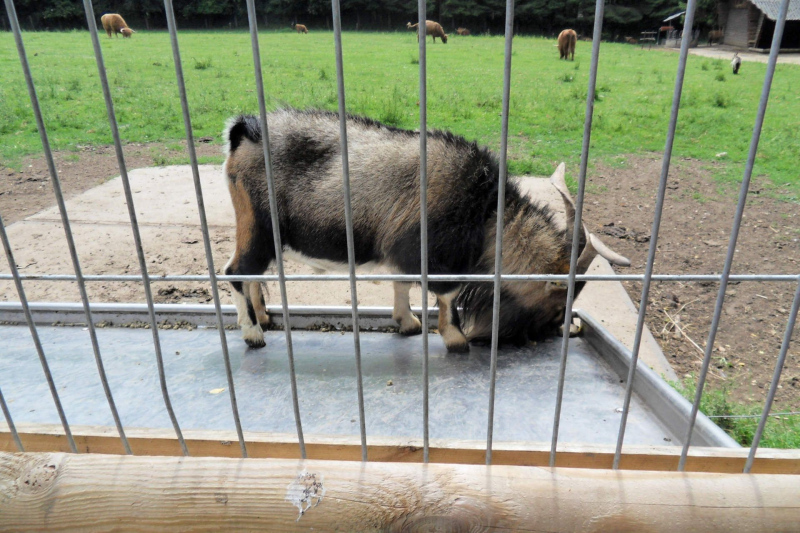 Animals / Tiere