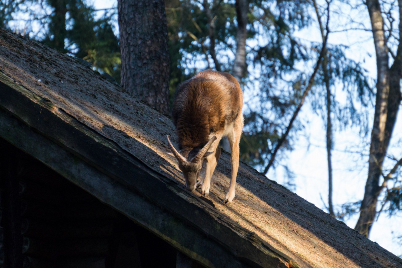 Wildpark Schwarze Berge