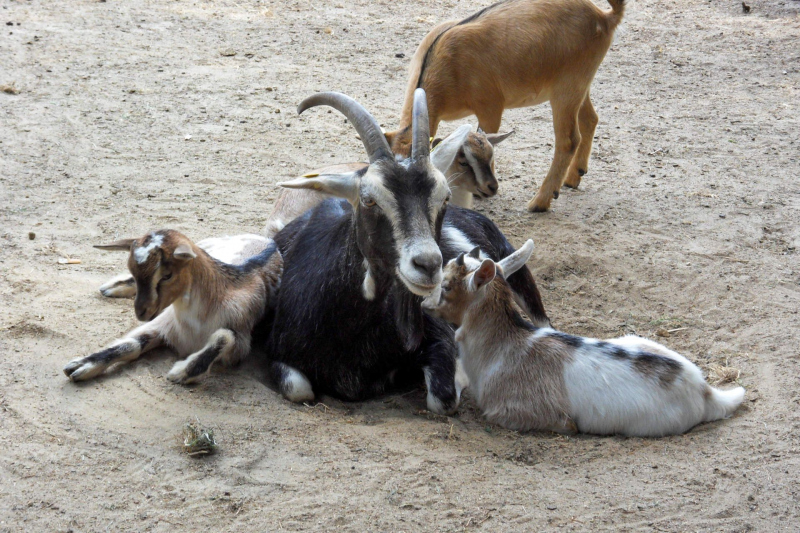 Animals / Tiere
