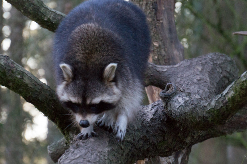 Wildpark Schwarze Berge