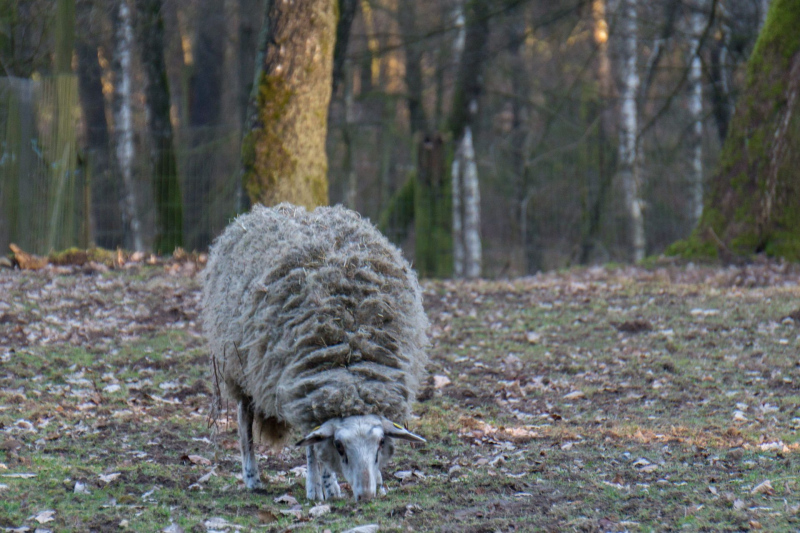 Wildpark Schwarze Berge