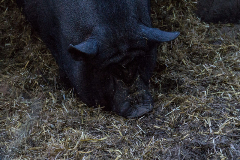Wildpark Schwarze Berge
