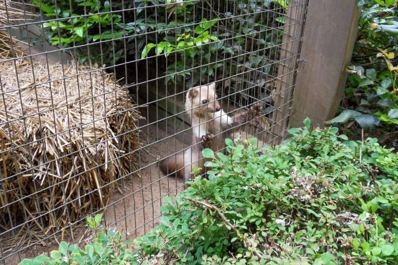 Animals / Tiere