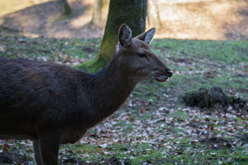 Wildpark Schwarze Berge