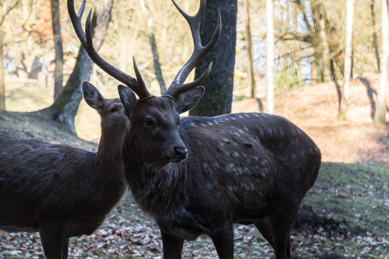Wildpark Schwarze Berge
