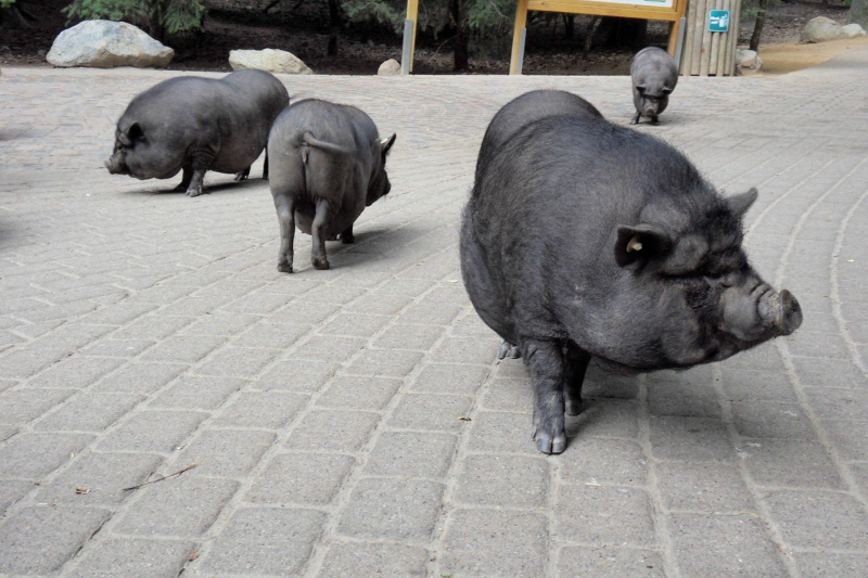 Animals / Tiere