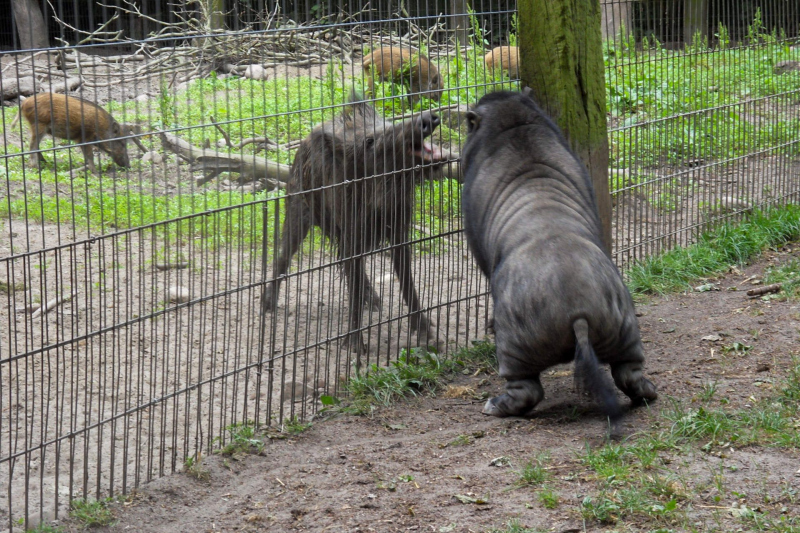 Animals / Tiere