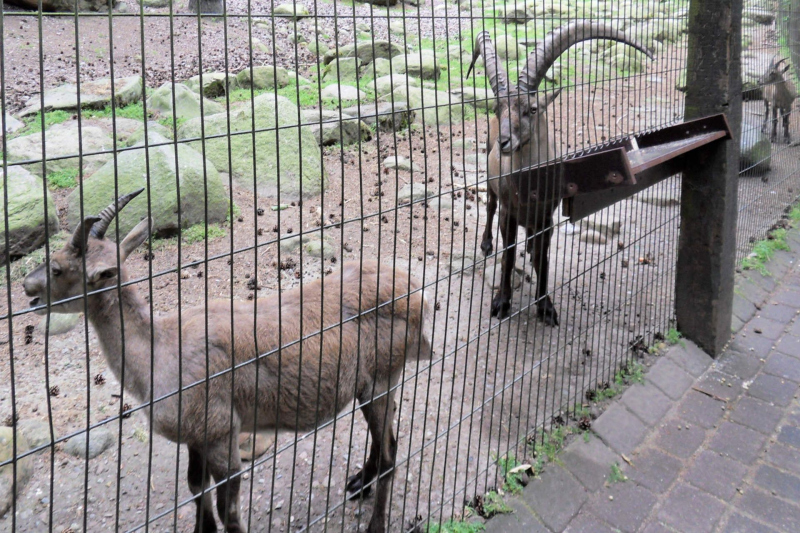 Animals / Tiere