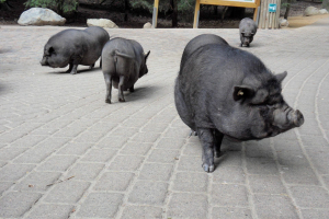 Animals / Tiere