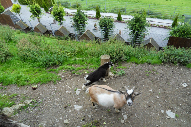 Tiere / Animals