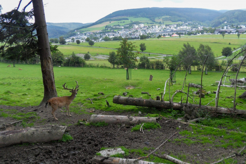 Tiere / Animals