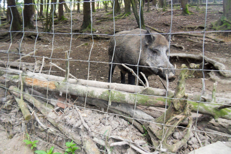 Tiere / Animals