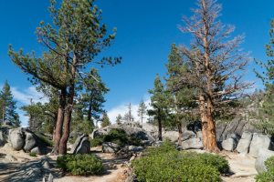 Yosemite National Park