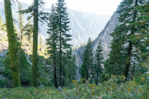 Yosemite National Park