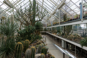 Sukkulenten-Sammlung