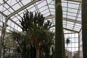 Sukkulenten-Sammlung