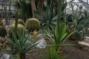 Sukkulenten-Sammlung