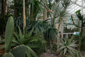 Sukkulenten-Sammlung