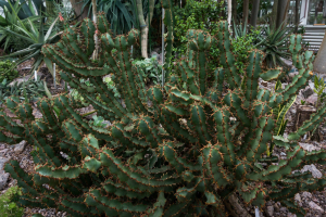 Sukkulenten-Sammlung