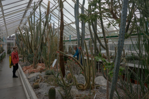 Sukkulenten-Sammlung