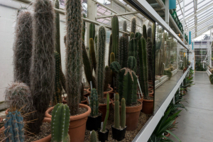 Sukkulenten-Sammlung