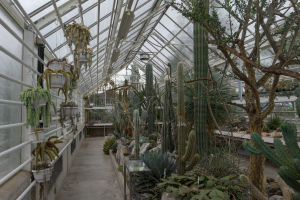 Sukkulenten-Sammlung